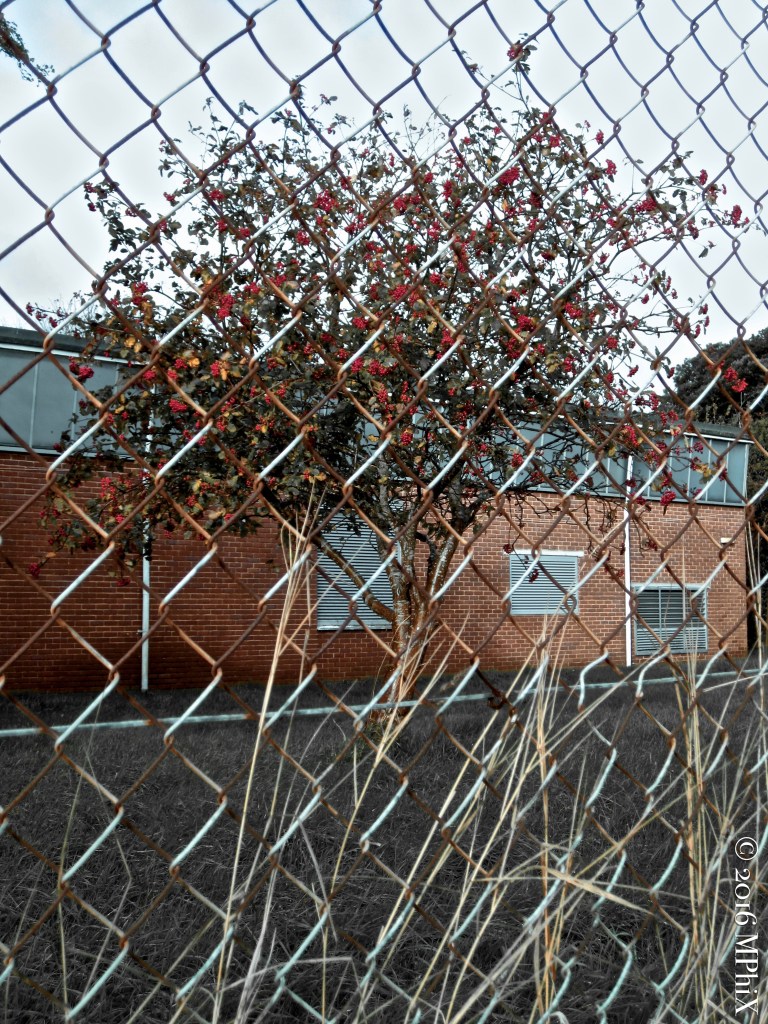 Walk to Pre-School 2_Original_MPHIX