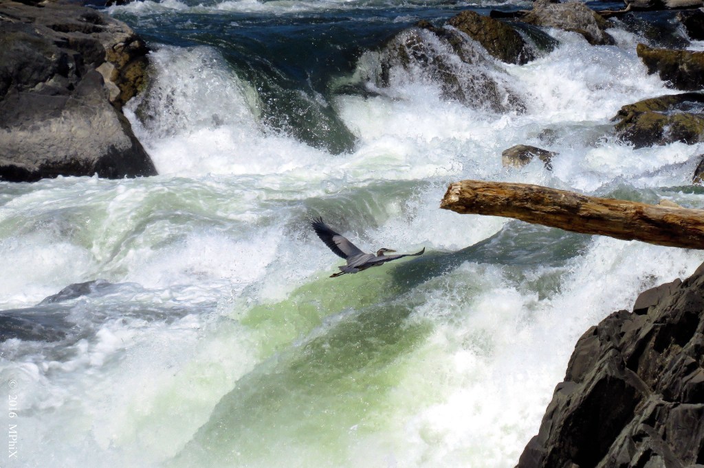 heron-over-the-potomac-falls_mphix