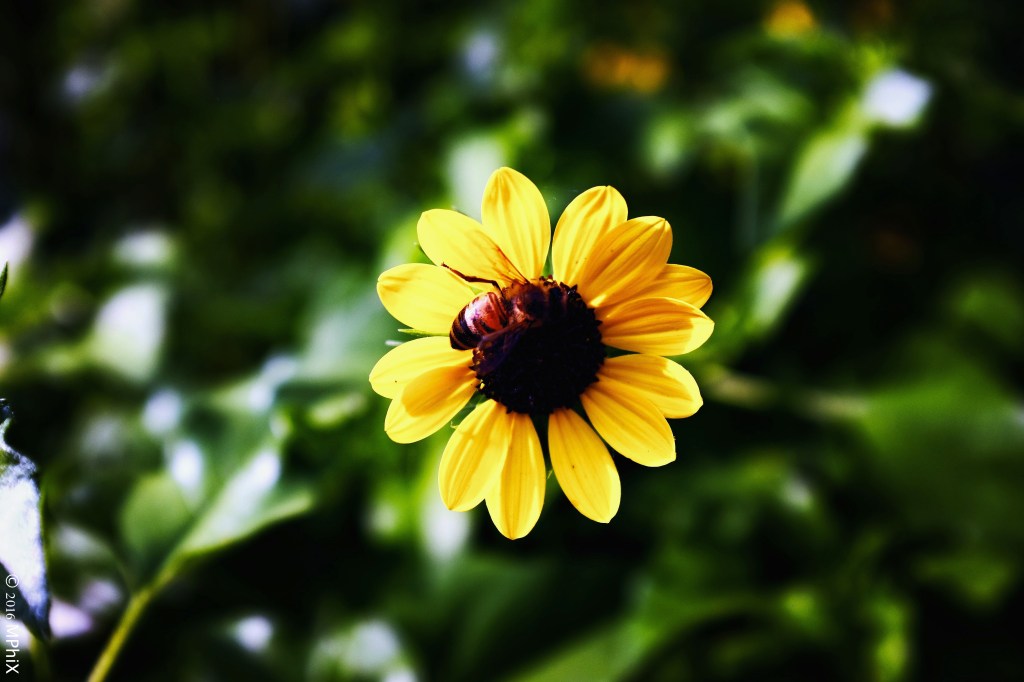 dc-botanical-gardens-bee-on-helichrysum-sharp_mphix