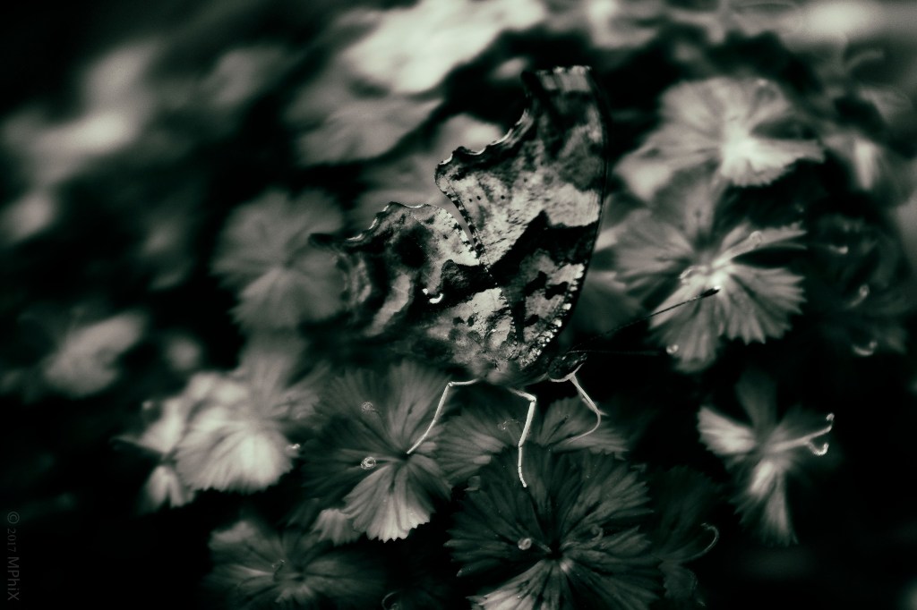 brookside-gd-butterfly-bw-on-sweet-williams-_mphix