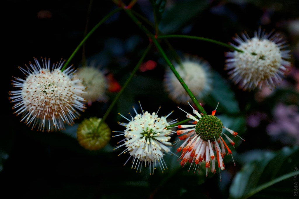 brookside-gd-pom-pom-flowers-red-tipped_mphix