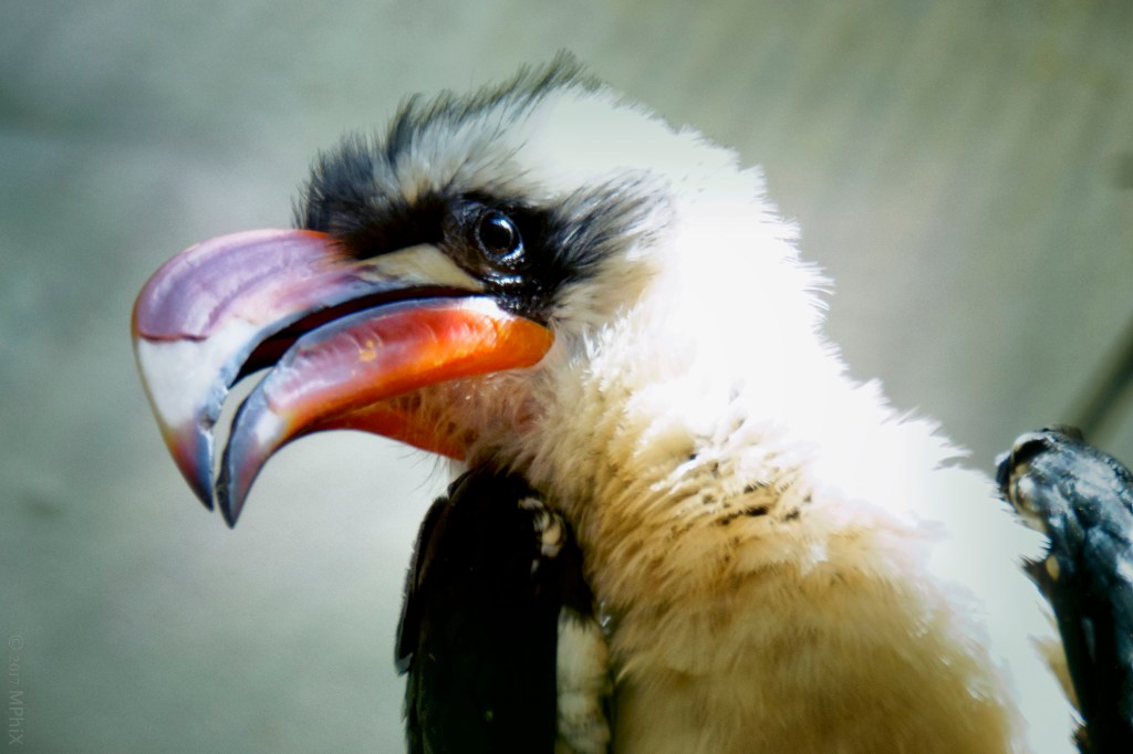 dc-zoo-bird-orange-bill_mphix