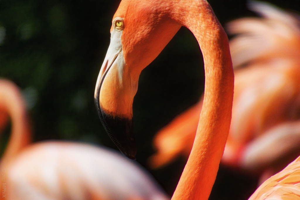 dc-zoo-flamingo-head-2_mphix